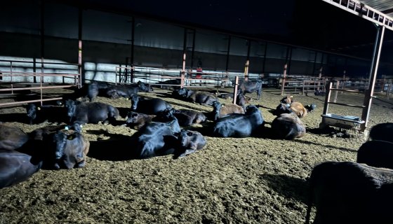 BÜYÜKBAŞ HAYVANLARIMIZ