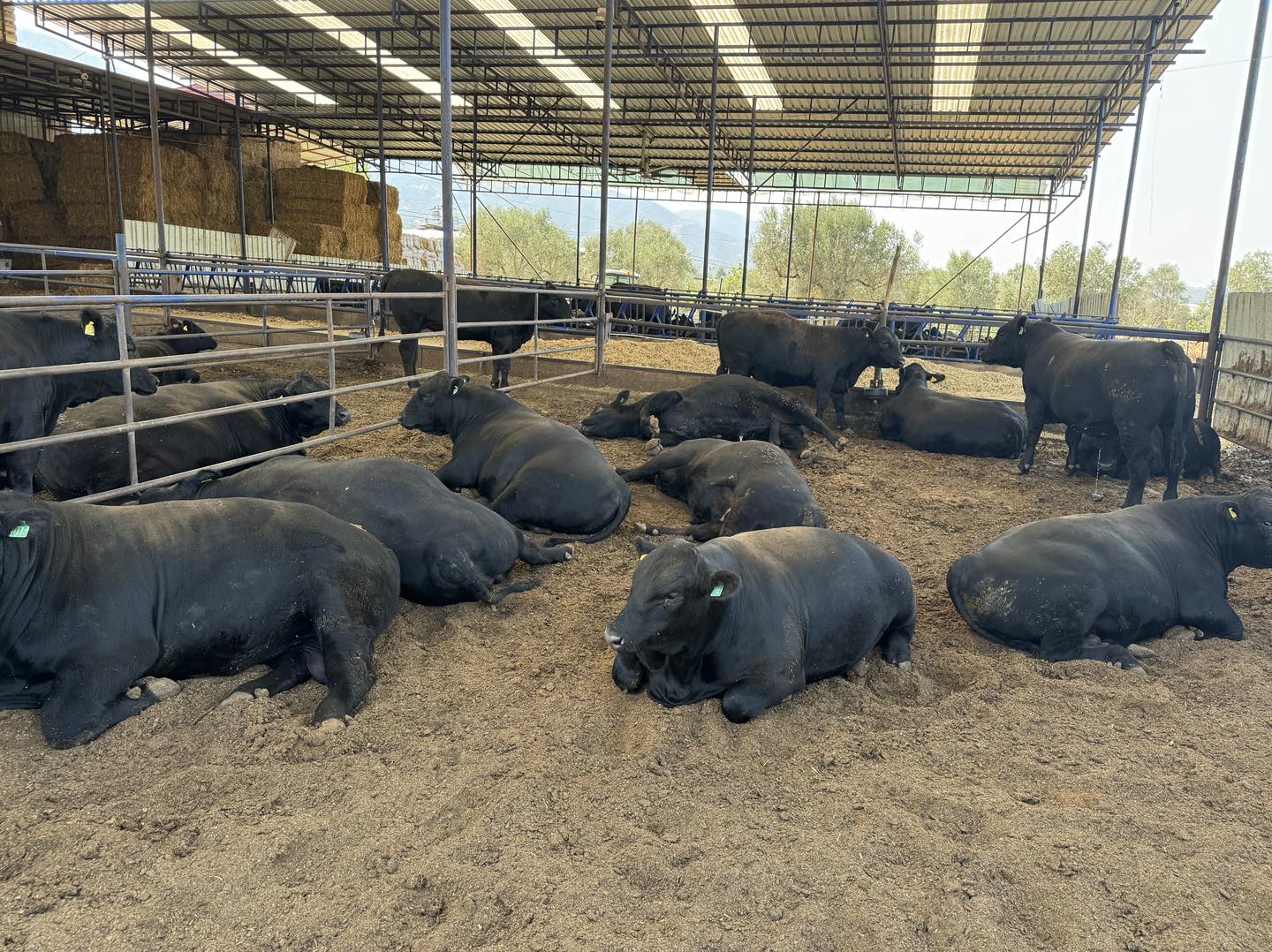 Müşüroğlu Hayvancılık